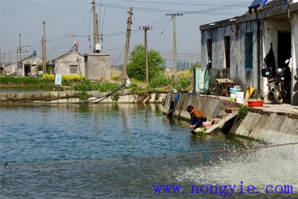 魚(yú)、鵝綜合養(yǎng)殖注意事項(xiàng)