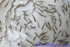 怎樣高效益養(yǎng)殖異育銀鯽 其魚苗魚種如何培育？