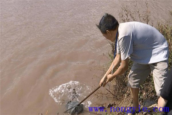 潑酒鴨蛋黃水或雞蛋黃水