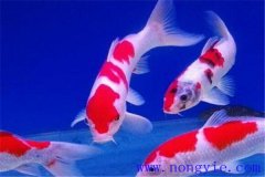 在水族箱中喂養(yǎng)錦鯉要注意些什么？