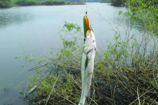 魚(yú)線以及魚(yú)鉤選擇