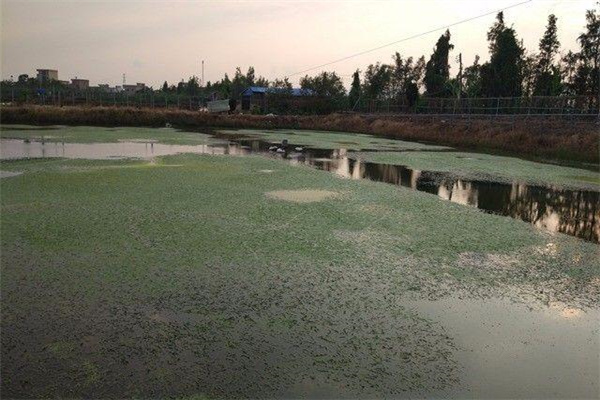 養(yǎng)殖羅氏沼蝦池內(nèi)為何要設(shè)隱蔽物