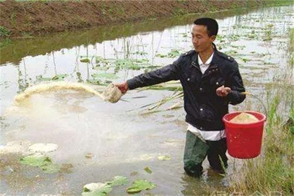 飼料投喂技術要點