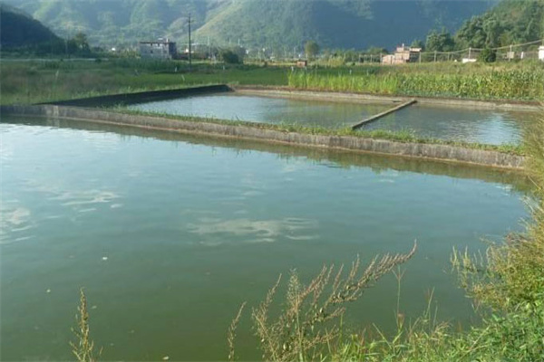 養(yǎng)魚池塘的水質(zhì)標準