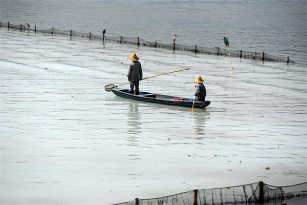 清除野雜魚，減少爭食者