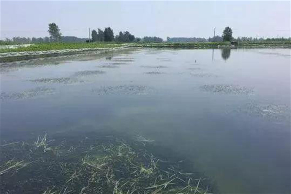 栽種水草，嚴格管護