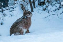 冬季野兔的活動規(guī)律，它冬天什么時候出來？