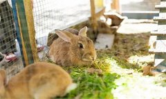 兔子喂草有哪“三注意” 養(yǎng)兔飼料有哪些來(lái)源