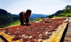 花椒采摘后怎樣晾曬？花椒晾干方法簡介