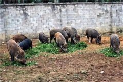 飼養(yǎng)野豬要注意哪些問題 野豬能與家豬雜交嗎？