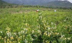 金銀花的產地有哪些？金銀花的功效與主治作用