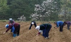 何首烏種植技術與栽培管理方法