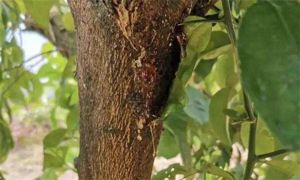 怎樣防治蘋(píng)果樹(shù)流膠病