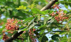 成年花椒樹如何管理？花椒樹管理技術(shù)要點(diǎn)