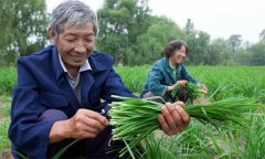 薹韭與韭菜有何區(qū)別 如何使薹韭早抽薹多抽薹？