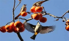 鳥害如何預(yù)防？鳥害防治的主要手段和方法