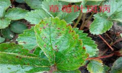 怎樣防治草莓葉斑病（蛇眼?。?？