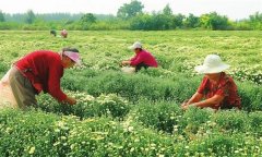 菊花的采收時間、采收方法與加工與貯藏問題