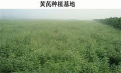 黃芪產(chǎn)地在哪里？黃芪生態(tài)習(xí)性簡介