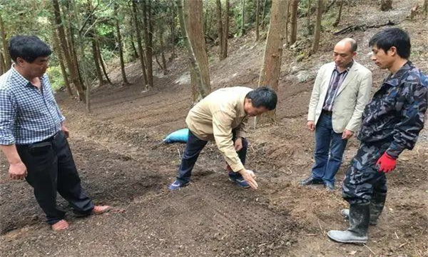 山茱萸的選地與整地