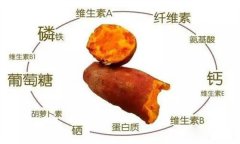 紅薯的營(yíng)養(yǎng)特點(diǎn) 紅薯的輔助功能知多少？