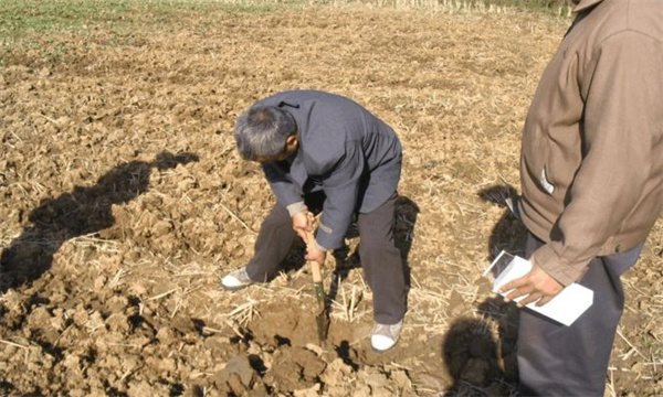 辣椒為什么要進行測土配方施肥